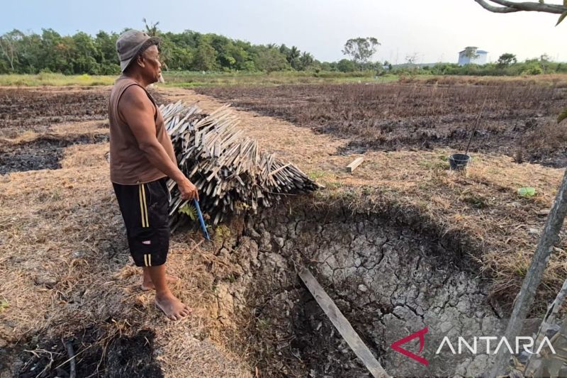 Dinas Pertanian: Kemarau Panjang Ancam Pasokan Beras di Kutai Timur