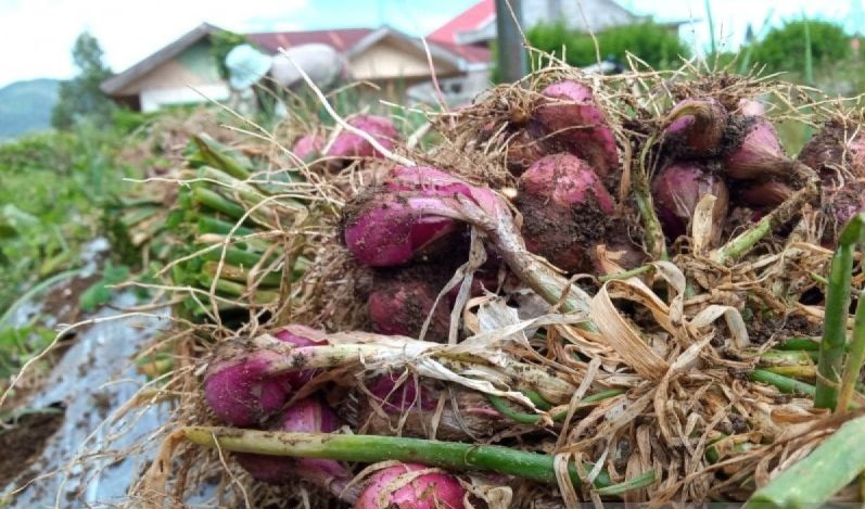 Harga Bawang Merah Anjlok, Petani Solok Didorong Raup Unt...