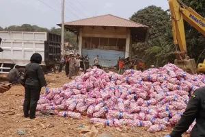 29 Ton Bawang Putih Rusak Asal Tiongkok Dimusnahkan di Batam
