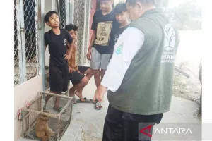 Keren, Empat Bocah Samarinda Selamatkan Seekor Bekantan