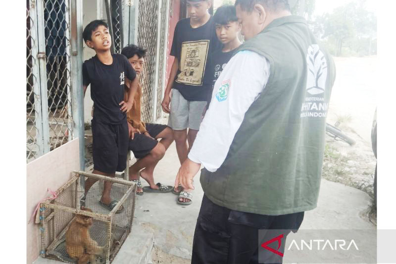 Keren, Empat Bocah Samarinda Selamatkan Seekor Bekantan