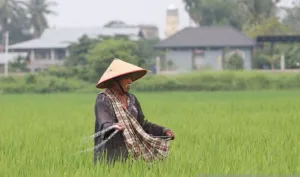 Pemulihan Sawah Terdampak Bencana di Aceh Berlanjut di 2027  
