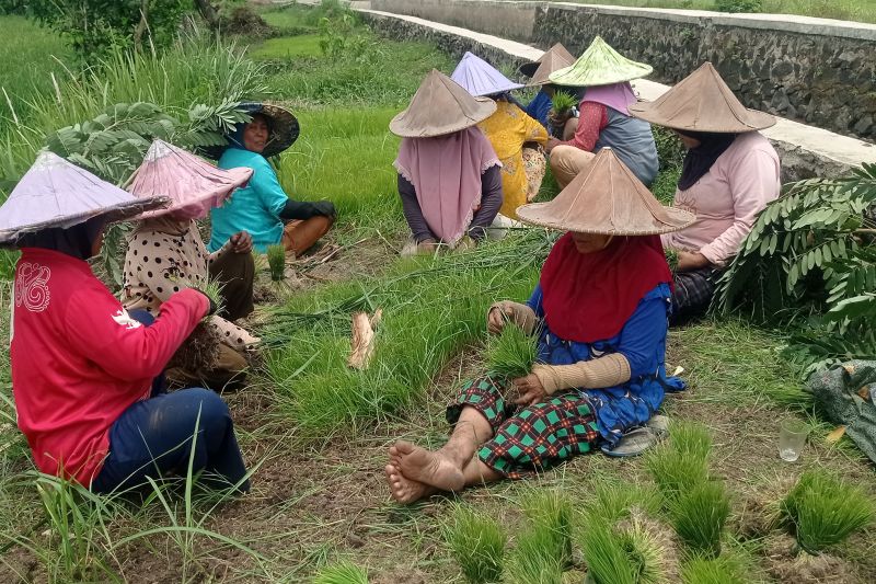 Penuhi Ketahanan Pangan, Petani Lebak Lakukan Gerakan Tanam Padi Manfaatkan Air Irigasi