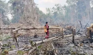 194 Kejadian Karhutla Bakar 507 Hektare Lahan di Tabalong, Presiden Prabowo Salurkan Rp10 Miliar