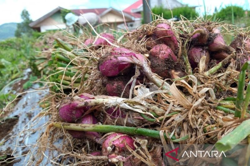 Asap Mengancam Kebun, Petani Solok Khawatir Produktivitas Hortikultura Merosot