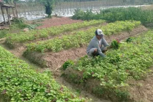 Budidaya Sayuran di Areal Persawahan, Petani di Lebak Raup Cuan yang Memuaskan
