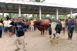 Kontes Ternak Sapi di Lombok Tengah Dorong Kualitas Peternak dan Kesejahteraan.