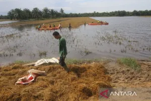 Tanggul Sungai Jebol, Petani Aceh Panen Padi yang Terendam Banjir