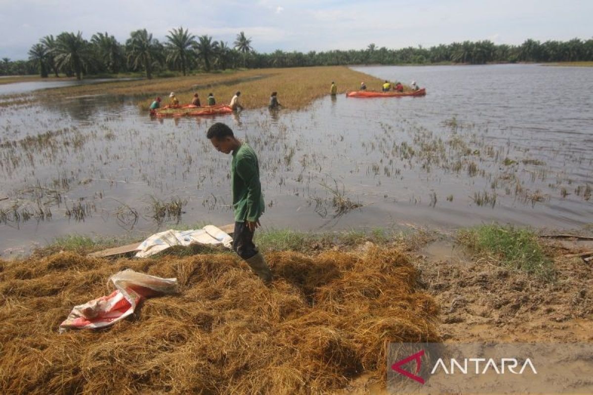 Tanggul Sungai Jebol, Petani Aceh Panen Padi yang Terendam Banjir