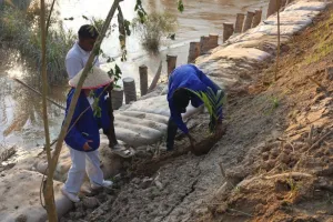 Menanam Bambu untuk Mengatasi Tanggul Kritis di Pesisir Aceh Tamiang