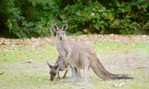 Mengapa Australia Menjadi Rumah bagi Ratusan Spesies Hewan Berkantung?