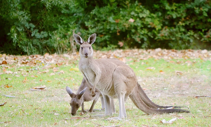 Mengapa Australia Menjadi Rumah bagi Ratusan Spesies Hewa...