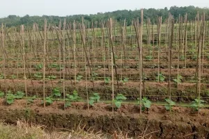 Petani Lebak Tanam Mentimun untuk Penuhi Permintaan Pasar Induk Tanah Tinggi Tangerang.