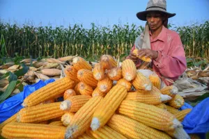 BULOG Siap Jadi Penyangga Ekosistem Jagung Nasional, Serap Surplus untuk Jaga Petani dan Peternak