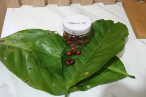 Dua Kopi Liberika Menoreh Resmi Diakui sebagai Varietas Lokal