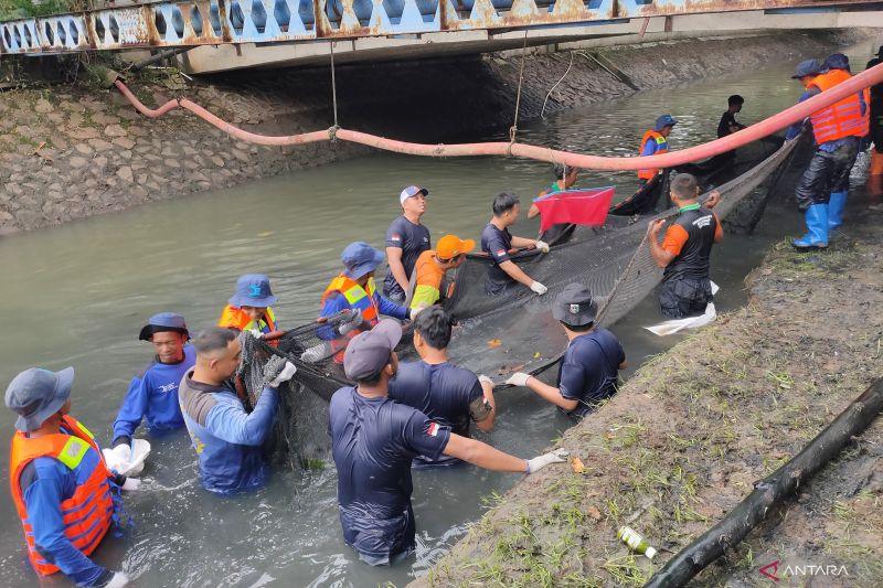 Gerak Cepat Jaga Ekosistem Perairan, 3.604 Ikan Sapu-Sapu Ditangkap 