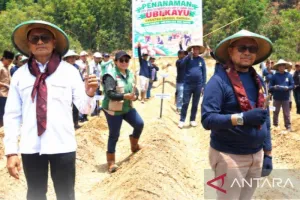 Maluku Garap Ubi Kayu, Pote...