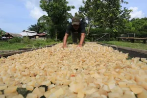 Bantuan Rehabilitasi UMKM S...