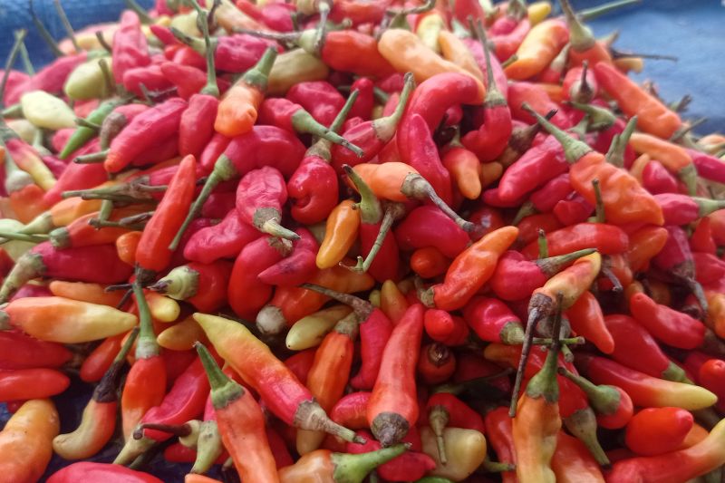 Harga Cabai Rawit Oranye di Lebak Mencapai Rp80.000 Per Kg