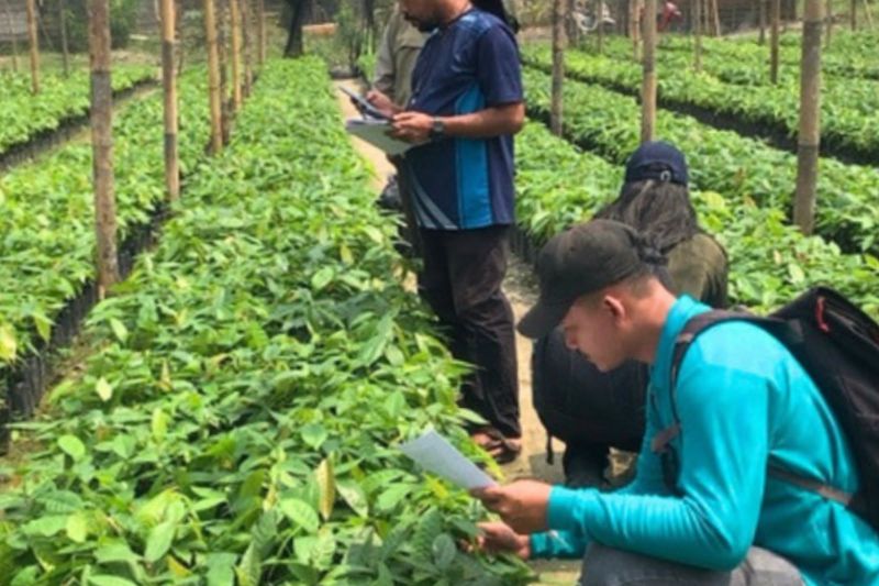 Kakao dan Kelapa Jadi Fokus, BBRMP Maluku Identifikasi Kendala Pembibitan.