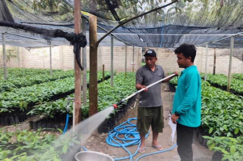 Maluku Siapkan 156.000 Bibit Pala Lokal, Ini Upaya Pengembangan Perkebunannya.