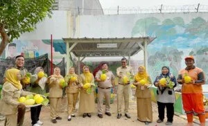 "Urban Farming" Buktikan Jakarta Bisa Penen! 37 Kg Melon Golden Alisha Dipetik di Duren Sawit