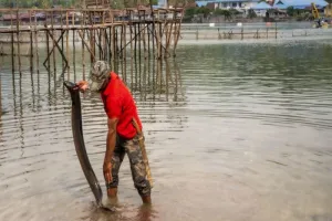 Bukan Sekadar Ikan, Sidat Danau Poso Disulap Jadi Aset Ekonomi