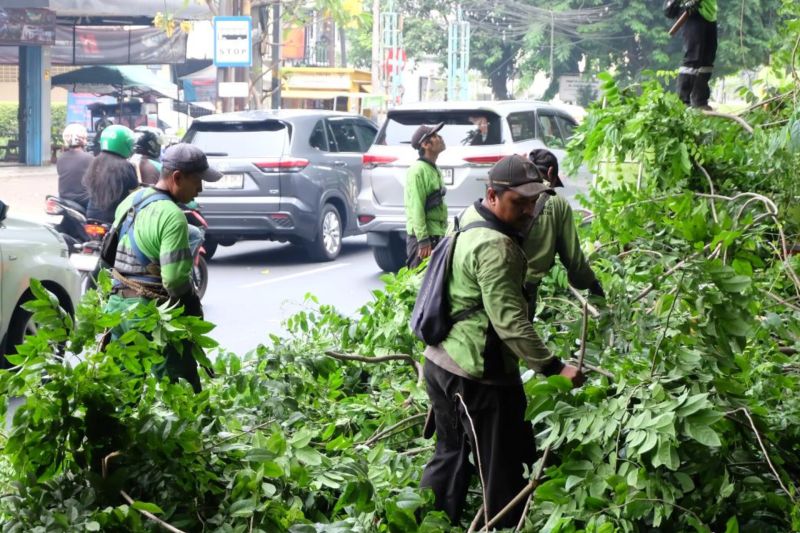 Cegah Pohon Tumbang, Sudin Tamhut Jaksel Pangkas dan Tebang 23 Pohon di Kebayoran Lama.
