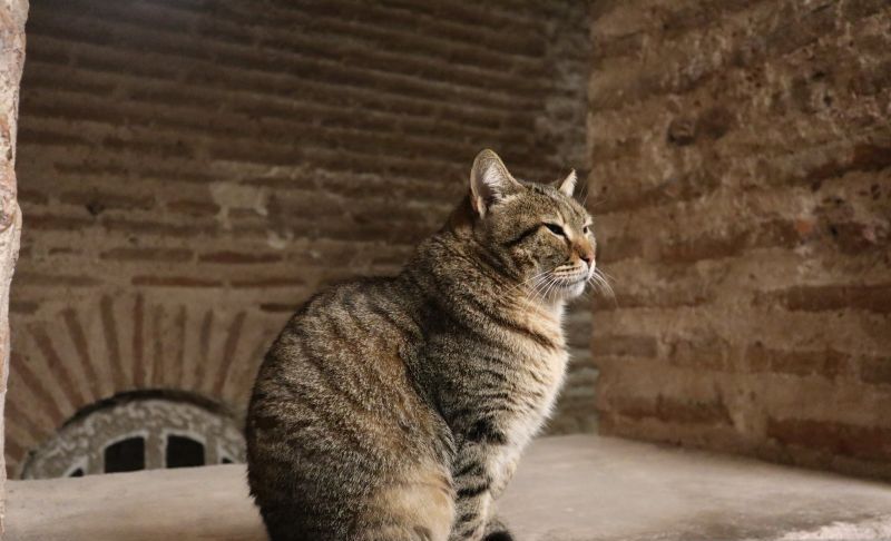 Fenomena “Selebriti Kucing”, Tingkatkan Kepedulian Masyarakat pada Hewan