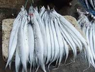 Para Nelayan Panen Raya Ikan Berikut, Ekonomi Membaik