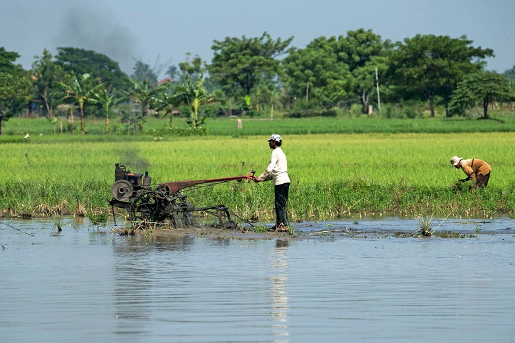 Pengamat: Regenerasi Petani Jadi Tantangan Akibat Minat A...