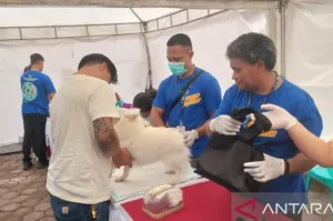 700 Dosis Vaksin Rabies Gratis di Mimika