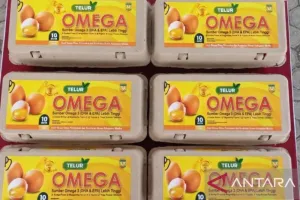 Disnakeswan Mimika Kembangkan Peternakan Ayam Petelur Omega 3