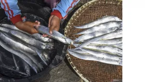 Panen! Ikan Layur Jadi Andalan Tangkapan Nelayan Lebak