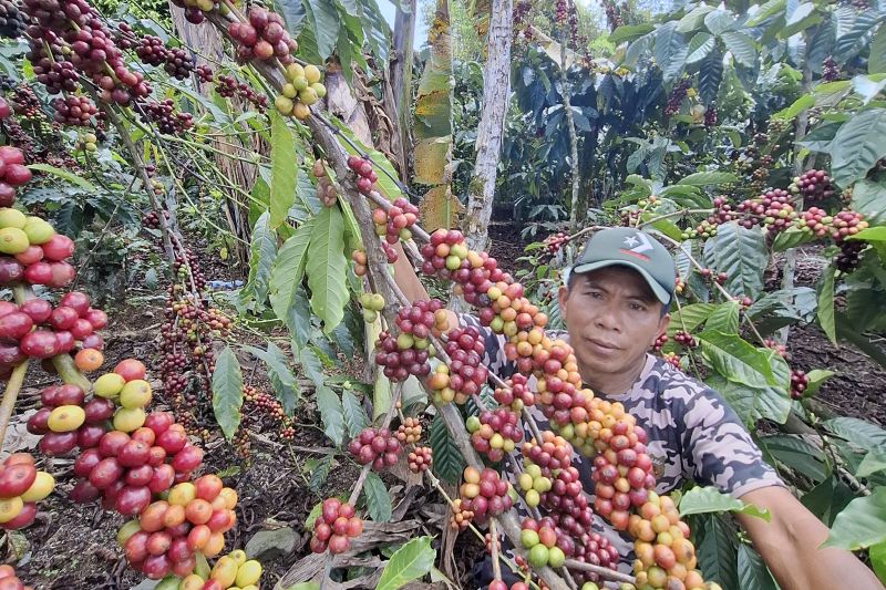 Pemprov Lampung Kembangkan Klon Kopi Hasil Pengembangan P...