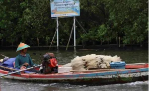 Pesisir Bekasi Punya Potensi Besar, dari Perikanan hingga Wisata Mangrove
