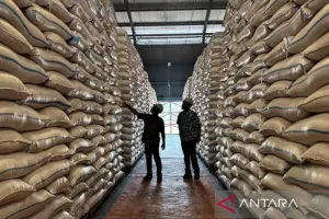 Hingga Akhir Oktober, Perum Bulog Semarang Serap 188 Ribu Ton Gabah Petani   