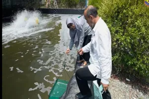 Lebih Cepat Panen, Masyarakat Kotabaru Mulai Kembangkan Udang Vaname