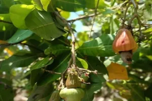 Petani Beralih ke Jagung, 754 Hektare Kebun Jambu Mete Dompu Dibenahi