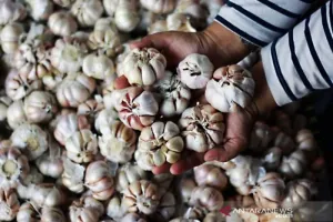 Produksi Bawang Putih RI Mau Digenjot, Wakil Mentan Siapkan Strategi Dua Jalur