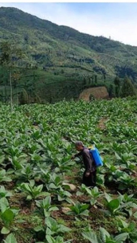 Tingkatkan Produktivitas Lahan, Petani Tembakau Minta Perlindungan Presiden dari Aturan Kontraproduktif