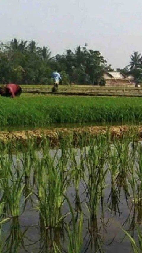 Pemerintah Targetkan 1 Juta Hektar Lahan Teraliri Irigasi