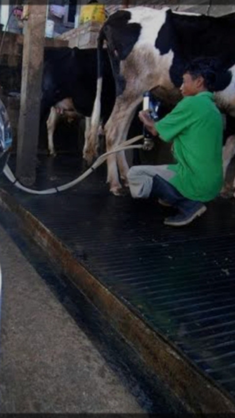 Tegas, Kementan Gandeng Satgas Pangan Polri Awasi Penyerapan Susu Segar Lokal