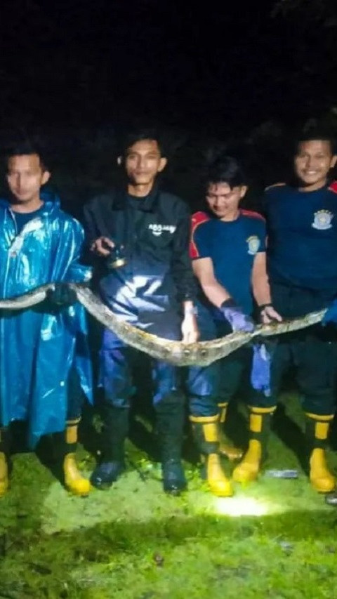 Warga Diminta Waspada, Ular Piton Tiga Meter Masuk Kandang Ayam Warga di Natuna