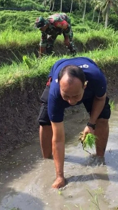 Tingkatkan Pendapatan Warga, Pemkab Gianyar Gencarkan Tanam Padi Organik