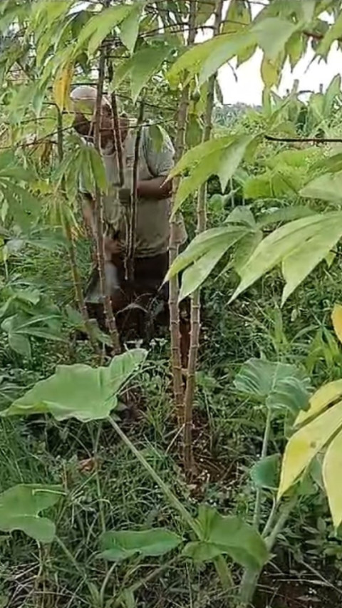 Tega Sekali, Pemerintah Patok Harga Singkong Rp1.350