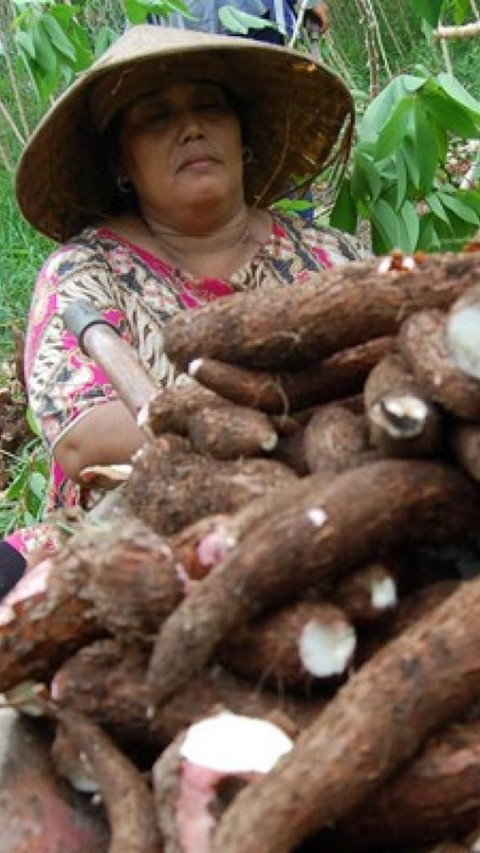 Industri Perlu Prioritaskan Serap Singkong Domestik