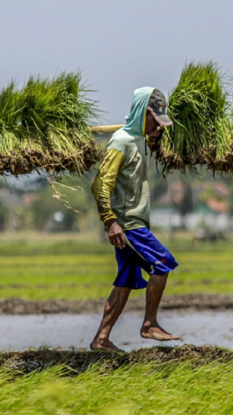 Pendanaan CPP Berbunga Murah Bantu Penyerapan Produksi Petani