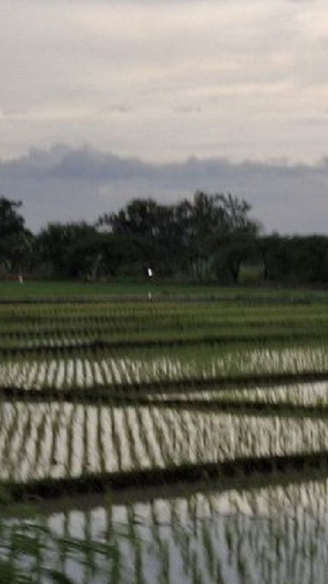 Pemprov Lampung Beri Bantuan Benih Padi ke Petani Terdampak Banjir