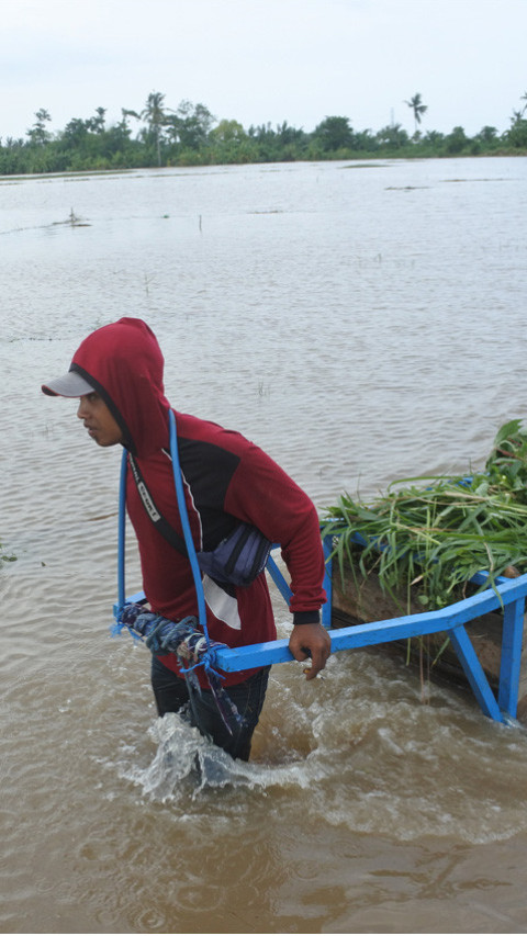 Ratusan hektare lahan pertanian terendam banjir